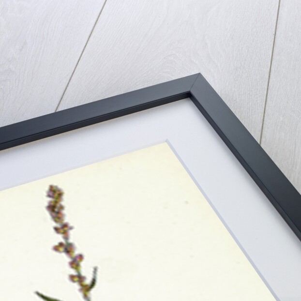 Polygonum Mite Lax-Flowered Persicaria by Anonymous