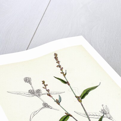 Polygonum Mite Lax-Flowered Persicaria by Anonymous