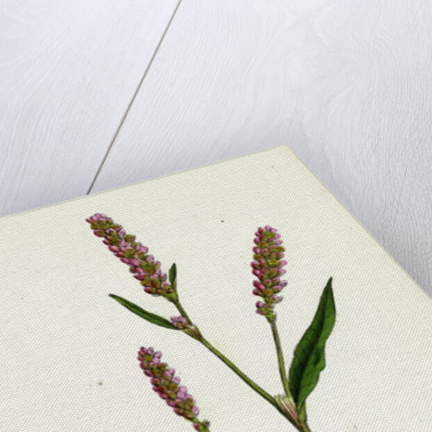 Polygonum Persicaria Var. Elatum Spotted Persicaria Var. B. by Anonymous