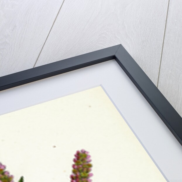 Polygonum Persicaria Var. Elatum Spotted Persicaria Var. B. by Anonymous