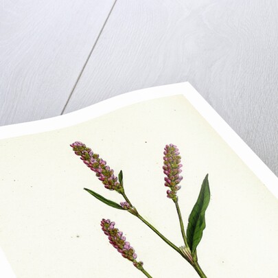 Polygonum Persicaria Var. Elatum Spotted Persicaria Var. B. by Anonymous