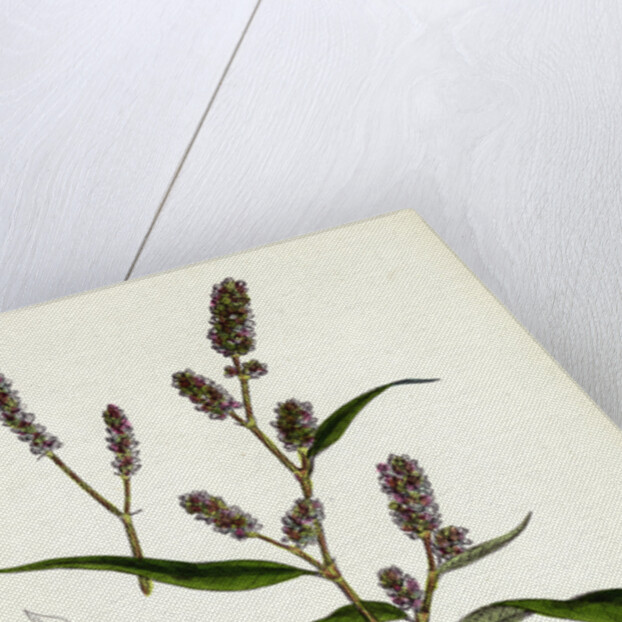 Polygonum Lapathifolium Var. Nodosum Glandular Persicaria Var. B. by Anonymous