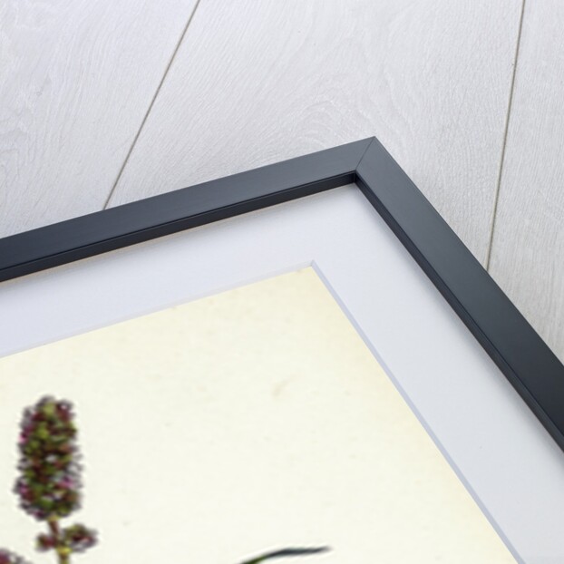 Polygonum Lapathifolium Var. Nodosum Glandular Persicaria Var. B. by Anonymous