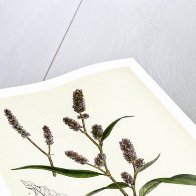 Polygonum Lapathifolium Var. Nodosum Glandular Persicaria Var. B. by Anonymous