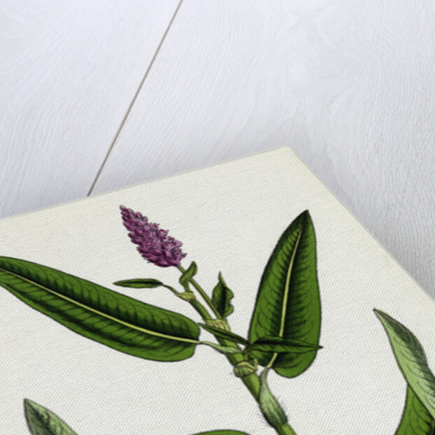 Polygonum Amphibium Terrestre Amphibious Bistort Terrestial Form by Anonymous