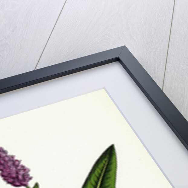 Polygonum Amphibium Terrestre Amphibious Bistort Terrestial Form by Anonymous