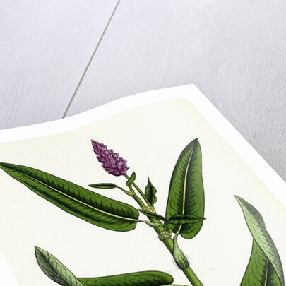 Polygonum Amphibium Terrestre Amphibious Bistort Terrestial Form by Anonymous