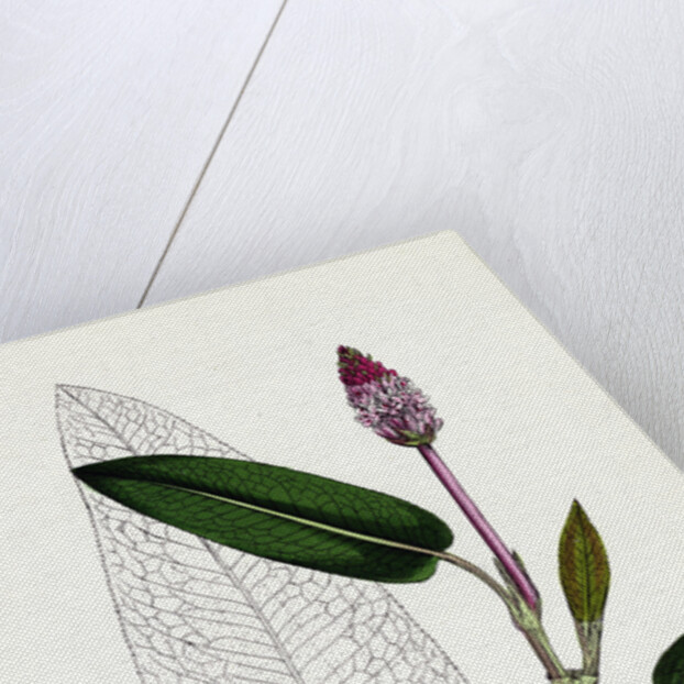 Polygonum Amphibium Natans Amphibious Bistort Aquatic Form by Anonymous