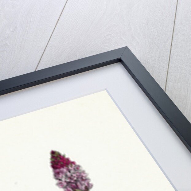 Polygonum Amphibium Natans Amphibious Bistort Aquatic Form by Anonymous