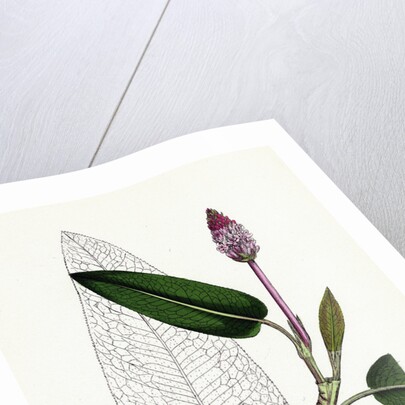 Polygonum Amphibium Natans Amphibious Bistort Aquatic Form by Anonymous