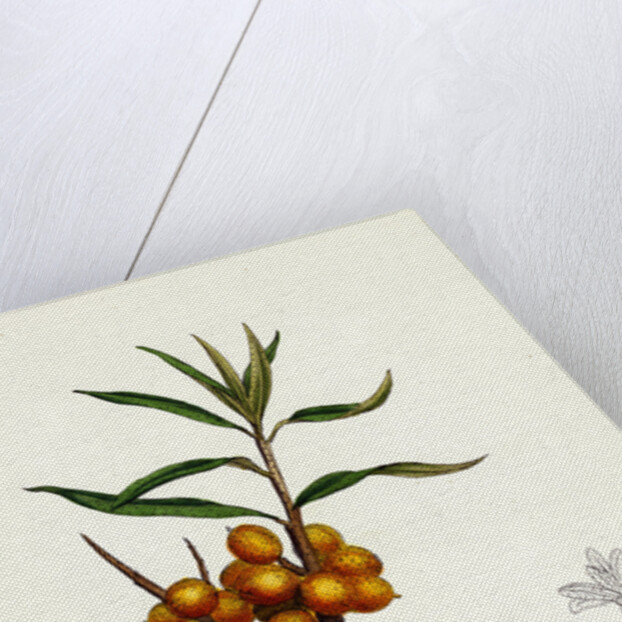 Hippophyäe Rhamnoides Sea Buckthorn by Anonymous