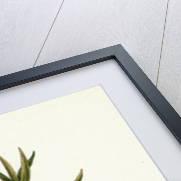 Hippophyäe Rhamnoides Sea Buckthorn by Anonymous