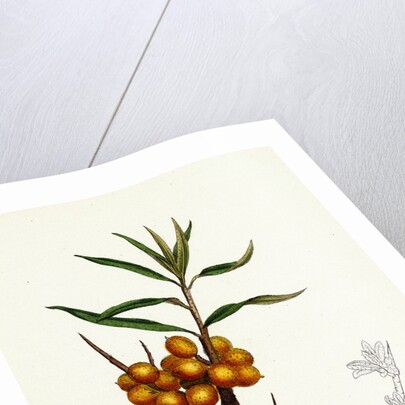 Hippophyäe Rhamnoides Sea Buckthorn by Anonymous