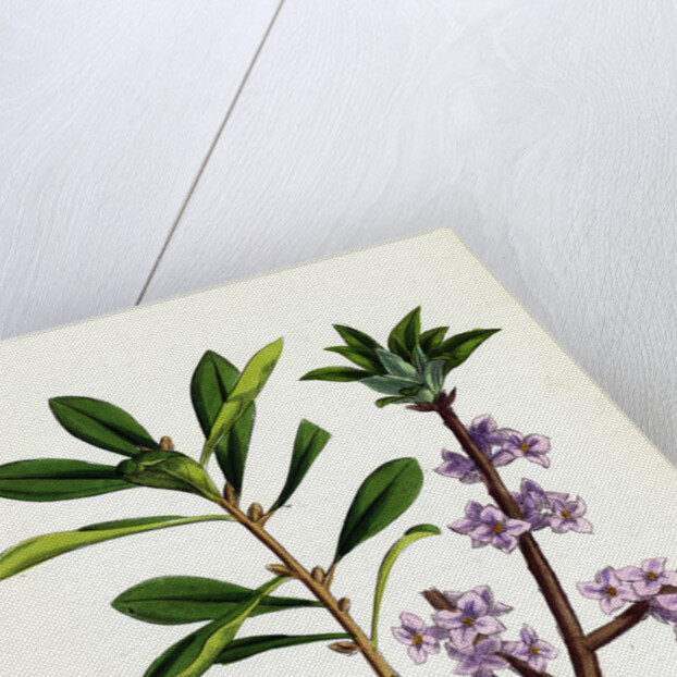 Daphne Mezereum Mezereon by Anonymous