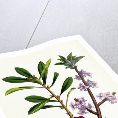 Daphne Mezereum Mezereon by Anonymous