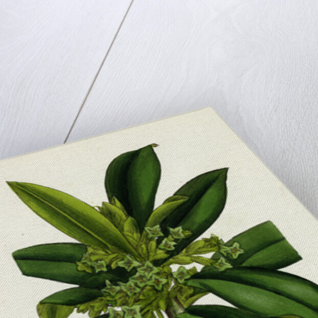 Daphne Laureola Spurge Laurel by Anonymous