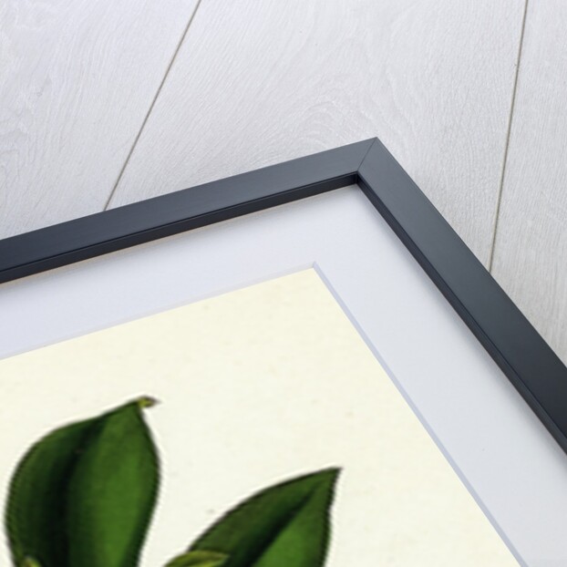 Daphne Laureola Spurge Laurel by Anonymous