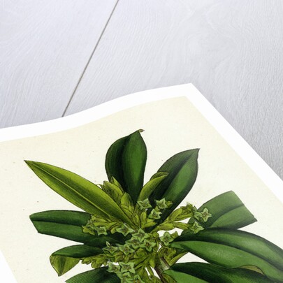Daphne Laureola Spurge Laurel by Anonymous