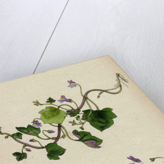 Linaria Cymbalaria Ivy-Leaved Toadflax by Anonymous