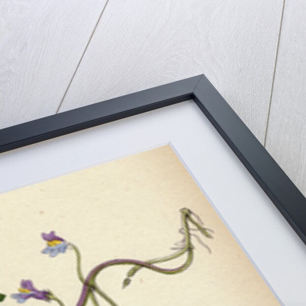 Linaria Cymbalaria Ivy-Leaved Toadflax by Anonymous