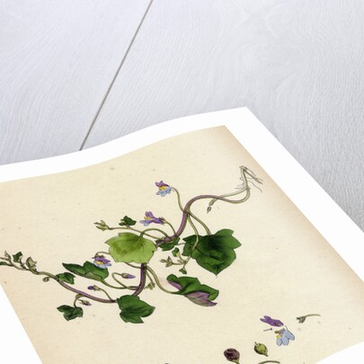 Linaria Cymbalaria Ivy-Leaved Toadflax by Anonymous