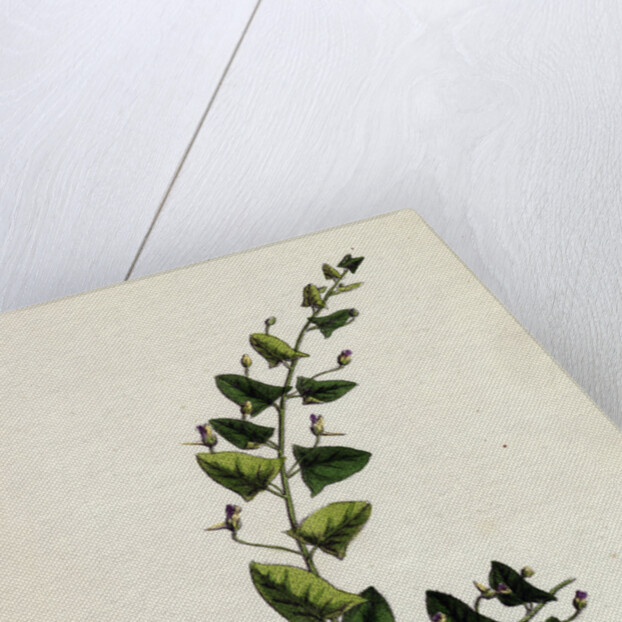 Linaria Elatine Sharp-Leaved Fluellin by Anonymous