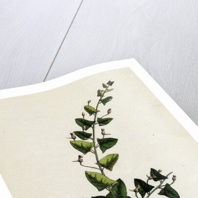 Linaria Elatine Sharp-Leaved Fluellin by Anonymous