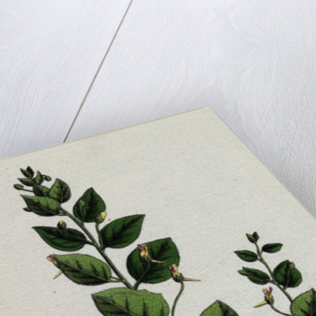 Linaria Spuria Round-Leaved Fuellin by Anonymous