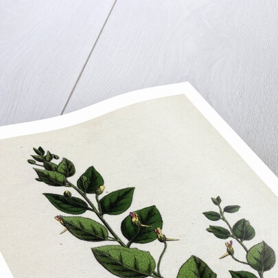 Linaria Spuria Round-Leaved Fuellin by Anonymous