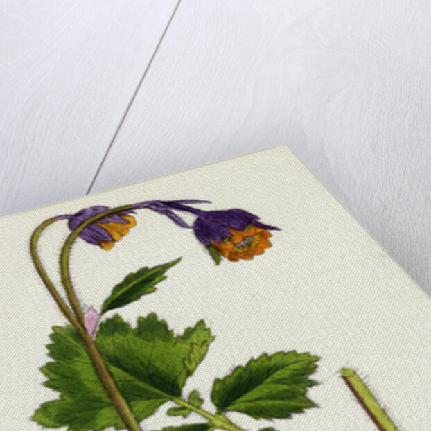 Geum Rivale Water Avens by Anonymous