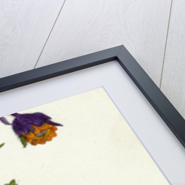 Geum Rivale Water Avens by Anonymous