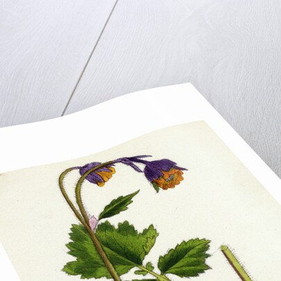 Geum Rivale Water Avens by Anonymous