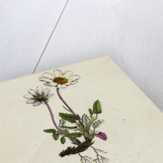 Dryas Octopetala Mountain Avens by Anonymous