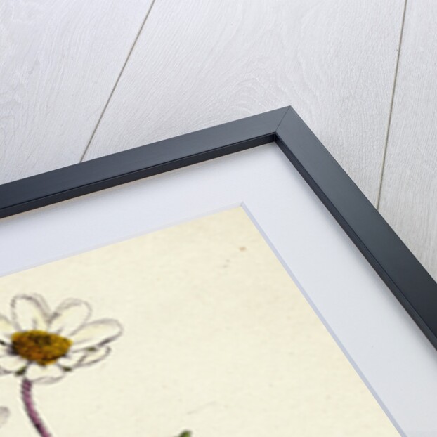 Dryas Octopetala Mountain Avens by Anonymous