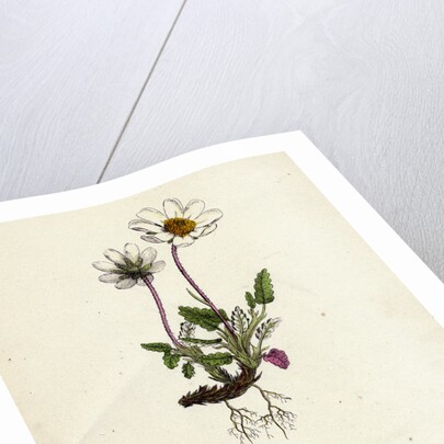 Dryas Octopetala Mountain Avens by Anonymous