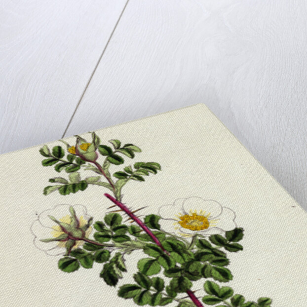 Rosa Spinosissima Common Burnet-Rose by Anonymous