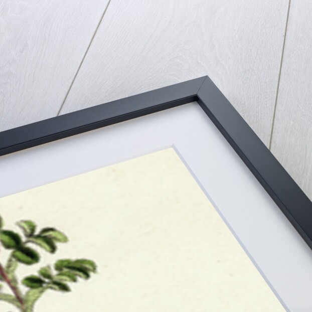 Rosa Spinosissima Common Burnet-Rose by Anonymous