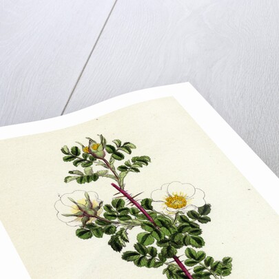 Rosa Spinosissima Common Burnet-Rose by Anonymous