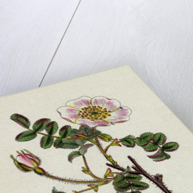 Rosa Rubella Red Fruited Burnet-Rose by Anonymous