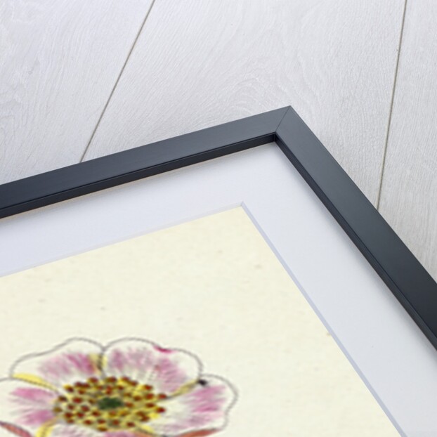 Rosa Rubella Red Fruited Burnet-Rose by Anonymous