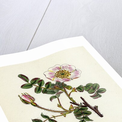 Rosa Rubella Red Fruited Burnet-Rose by Anonymous