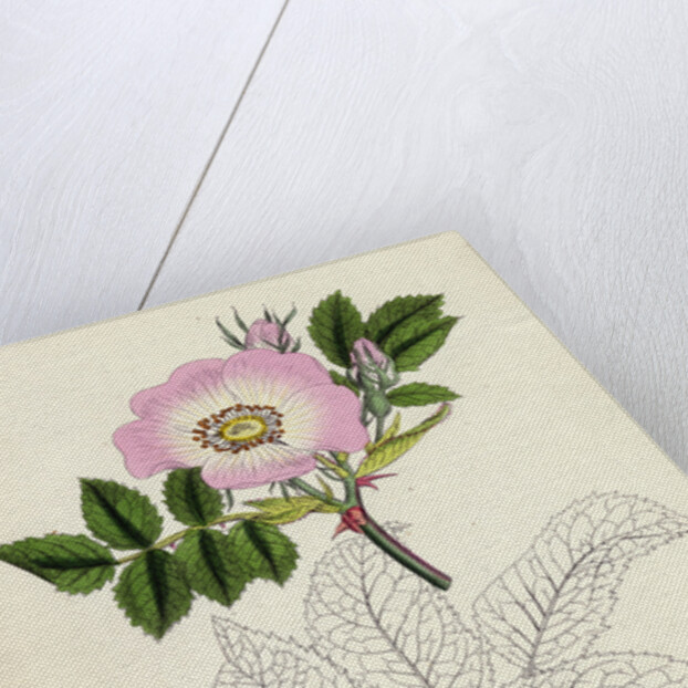 Rosa Canina Common Dog-Rose by Anonymous