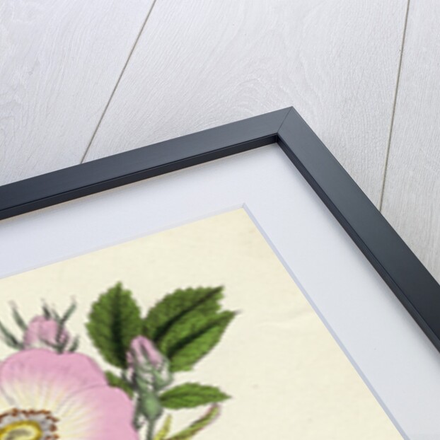 Rosa Canina Common Dog-Rose by Anonymous