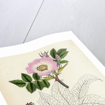 Rosa Canina Common Dog-Rose by Anonymous