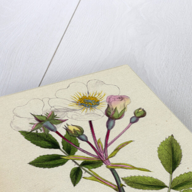 Rosa Arvensis White-Flowered Trailing Rose by Anonymous