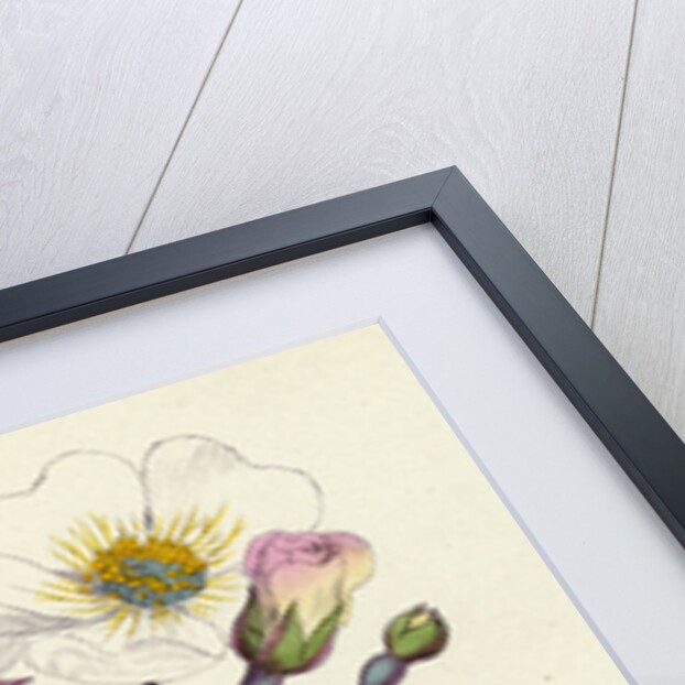 Rosa Arvensis White-Flowered Trailing Rose by Anonymous