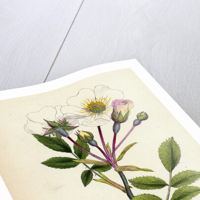 Rosa Arvensis White-Flowered Trailing Rose by Anonymous