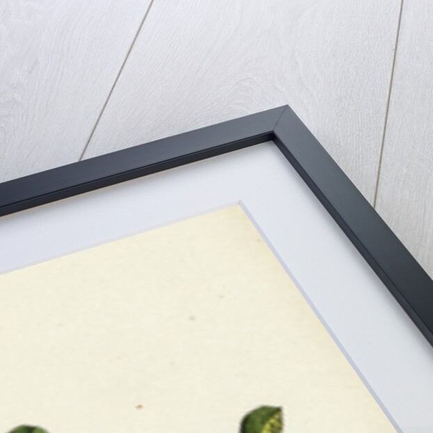 Cotoneaster Vulgaris Common Cotoneaster by Anonymous