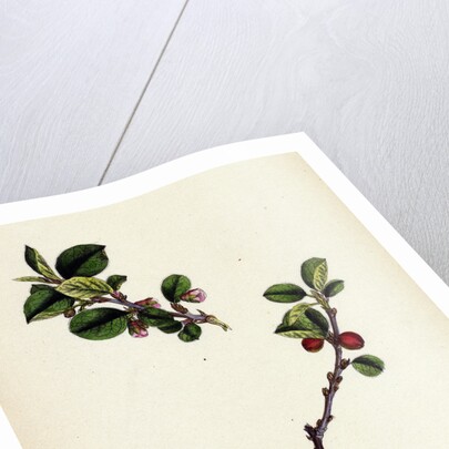 Cotoneaster Vulgaris Common Cotoneaster by Anonymous