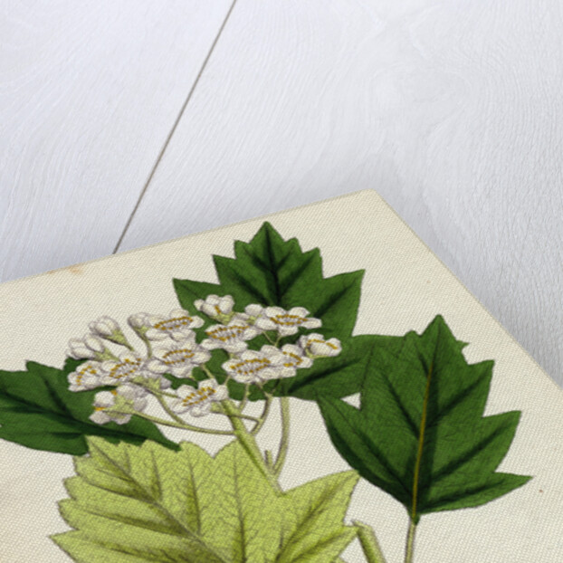 Pyrus Torminalis Wild Service-Tree by Anonymous